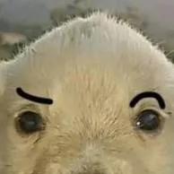 chat with ai character: Perro fino