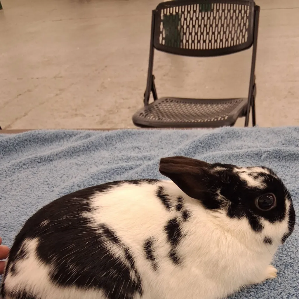 chat with ai character: mha pick me