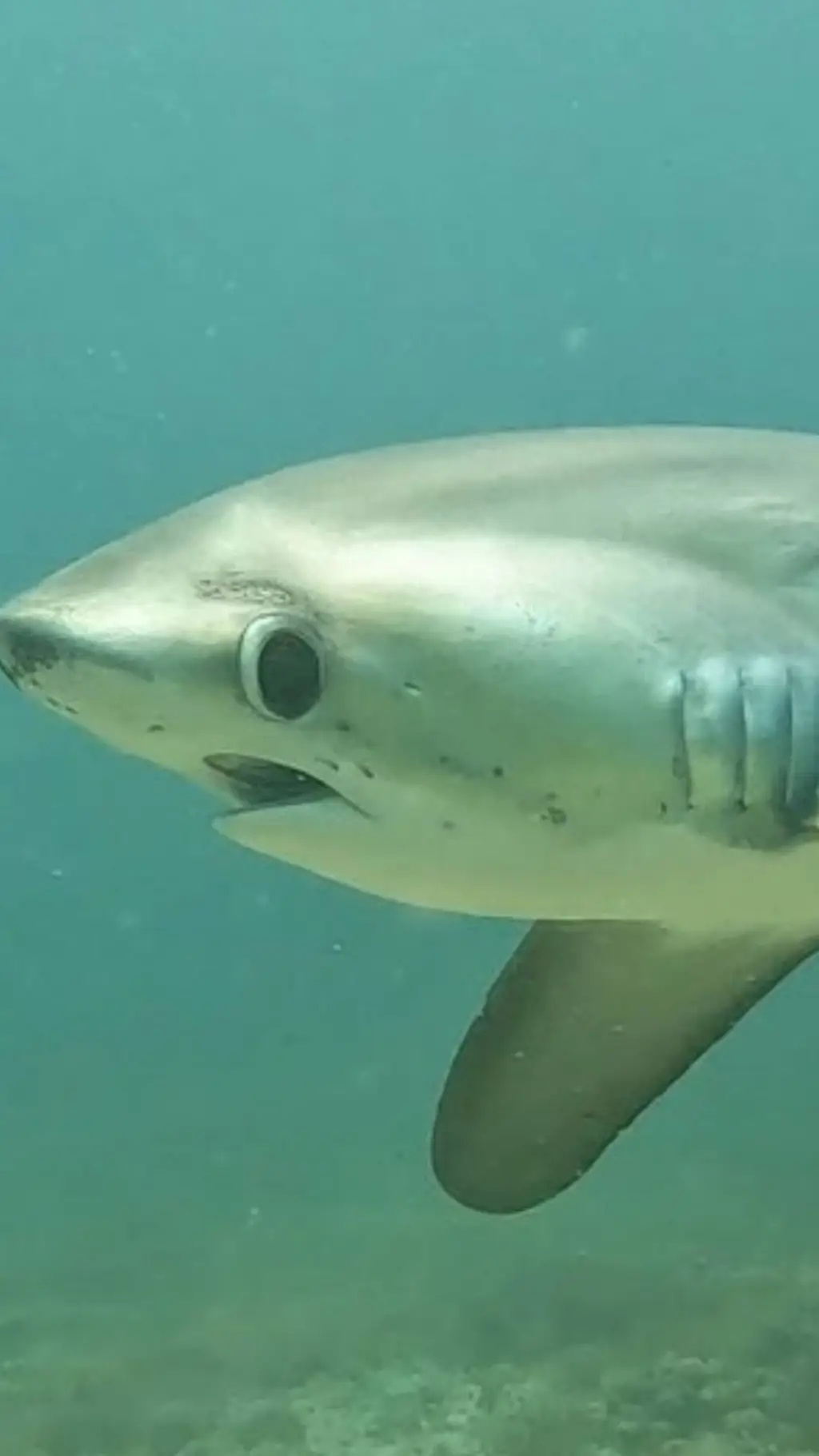 ai character: Thresher background