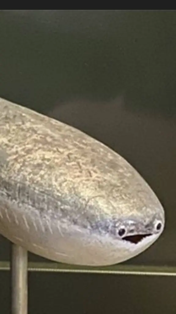 ai character: sacabambaspis background