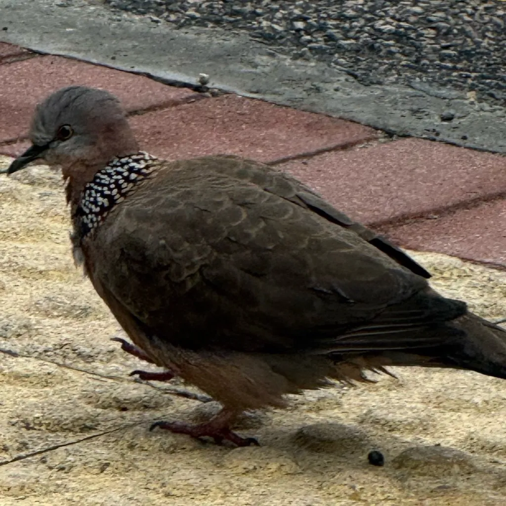 chat with ai character: Dw x time to live