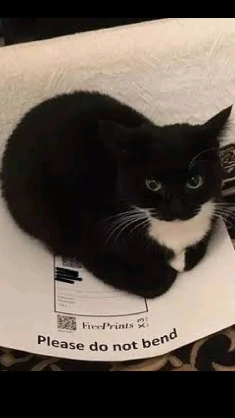 Talkie AI - Chat with Maxwell the Cat