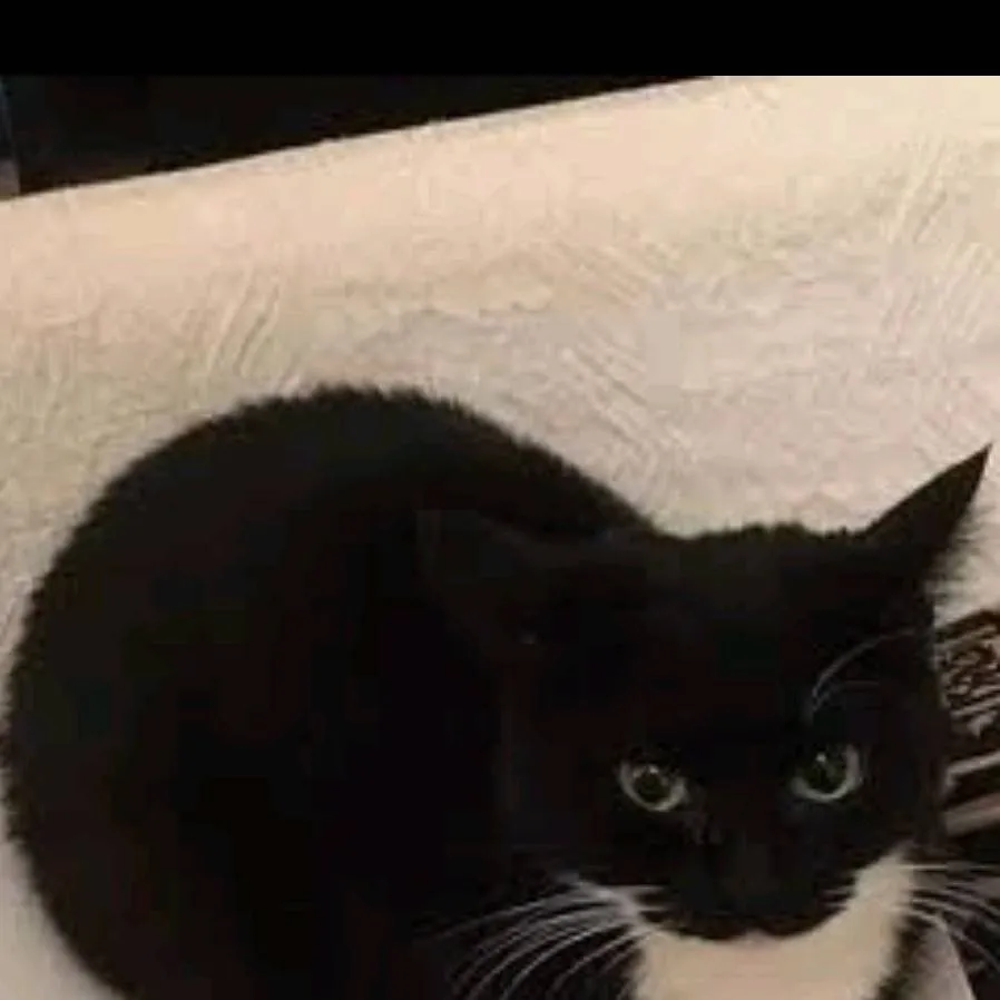 chat with ai character: Maxwell the Cat
