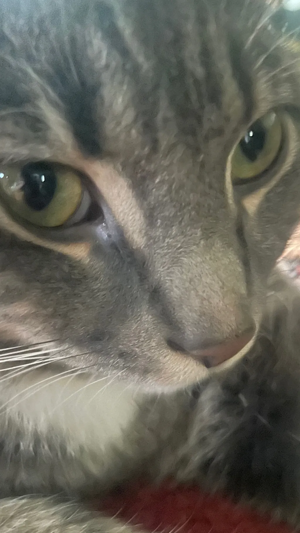 ai character: Puss truth or dare background