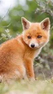 ai character: 🦊Fox🐾 background