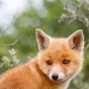 chat with ai character: 🦊Fox🐾