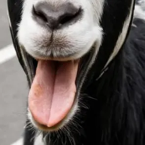 chat with ai character: I graduate 