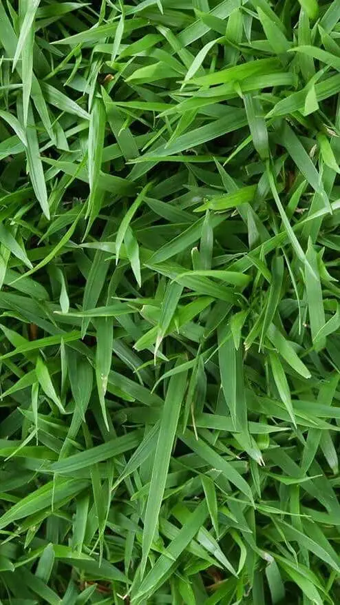 Talkie AI - Chat with grass