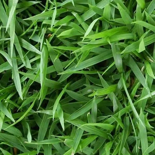 chat with ai character: grass