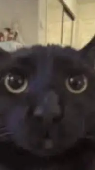 ai character: cat. background