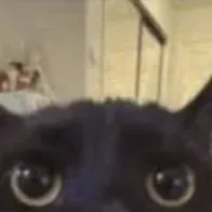 chat with ai character: cat.