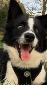 ai character: Griffin background