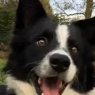 chat with ai character: Griffin