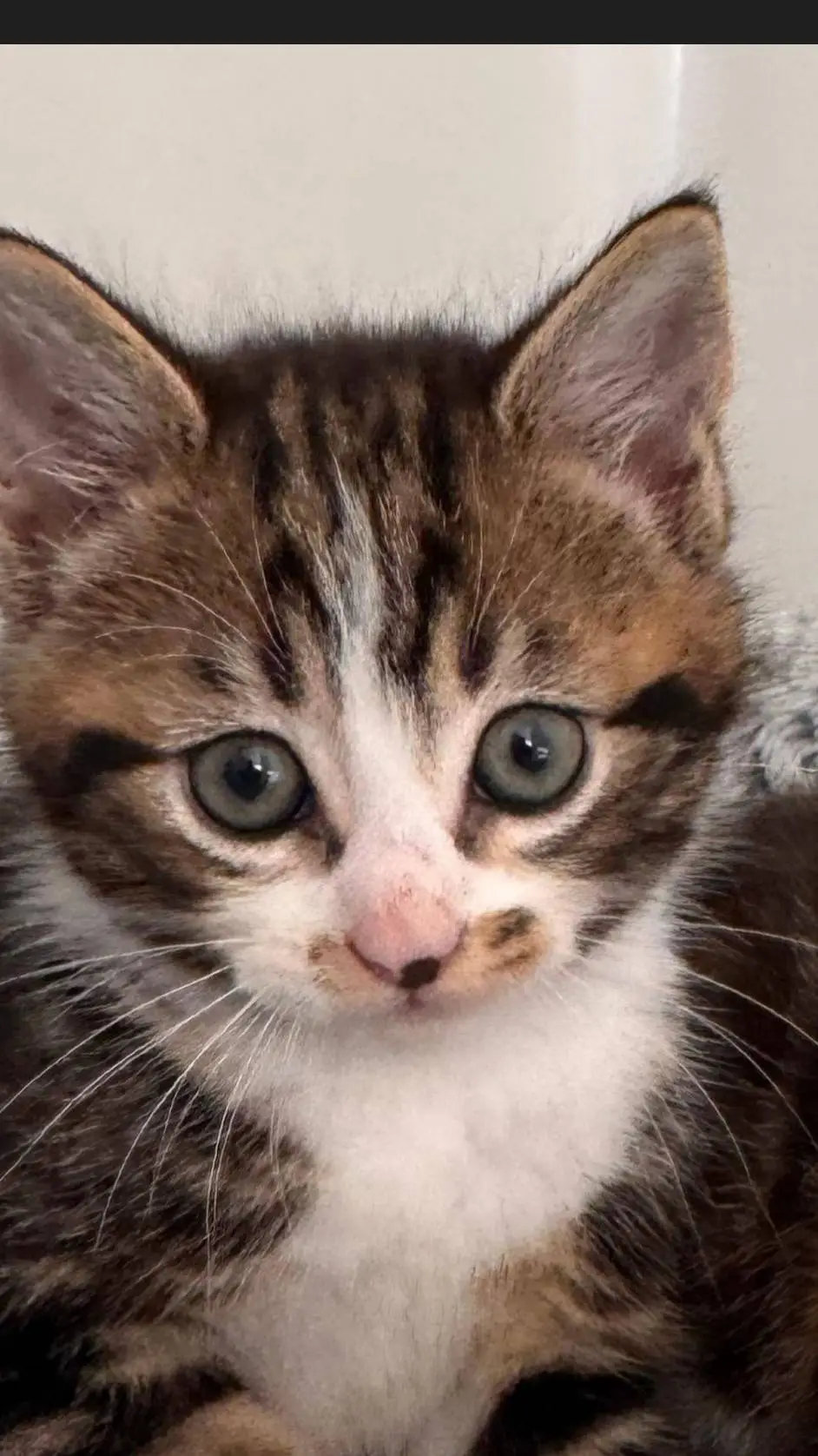 ai character: your cat background