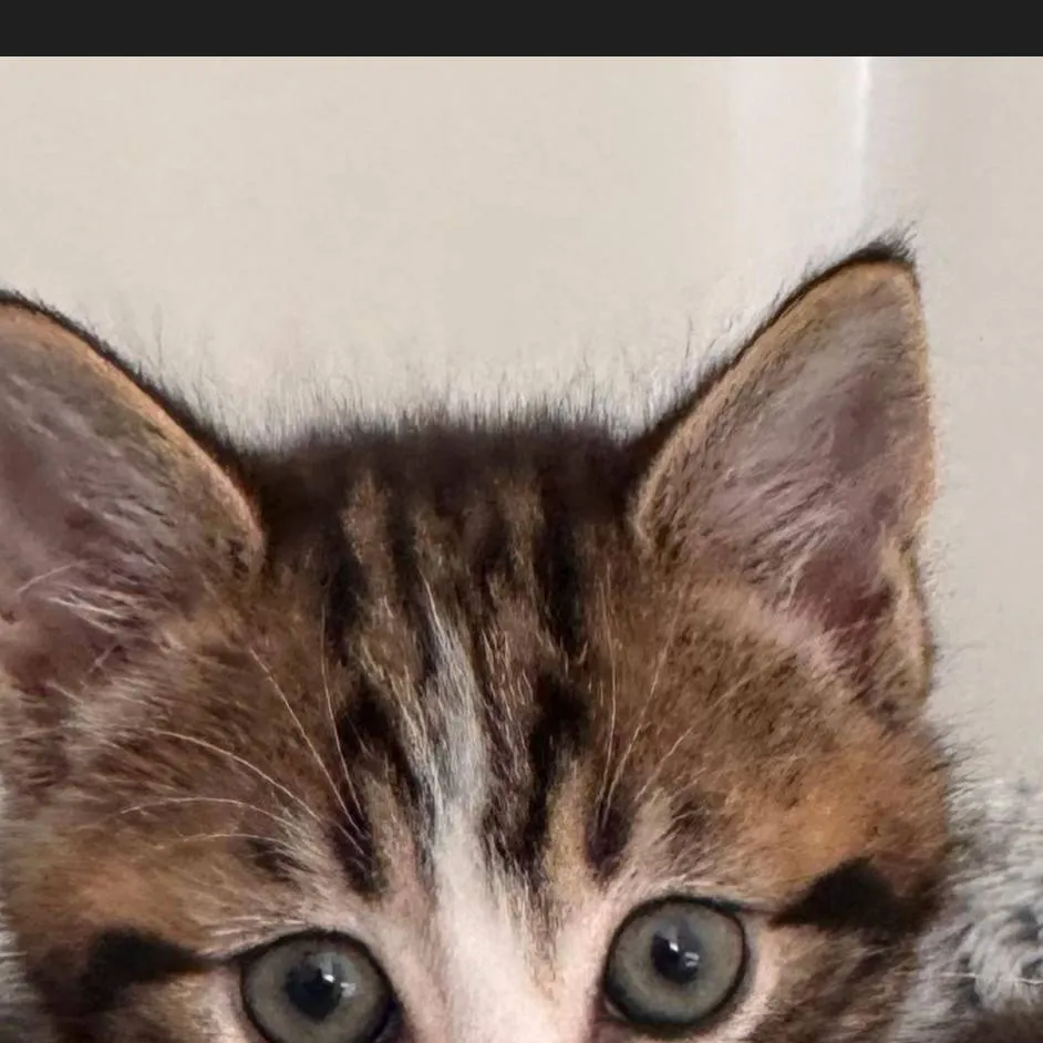 chat with ai character: your cat