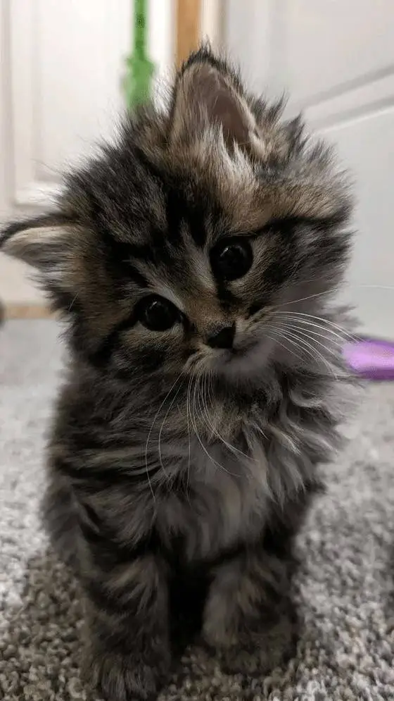 ai character: kitty(10K SPECIAL) background