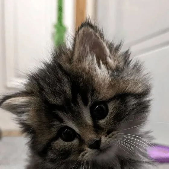 chat with ai character: kitty(10K SPECIAL)