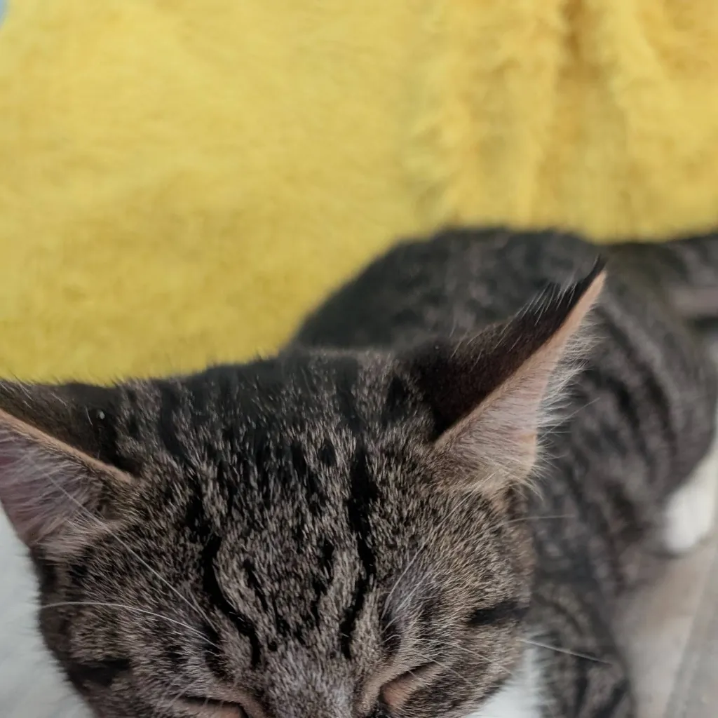 chat with ai character: Brian