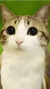 ai character: Meowl background