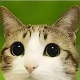 chat with ai character: Meowl