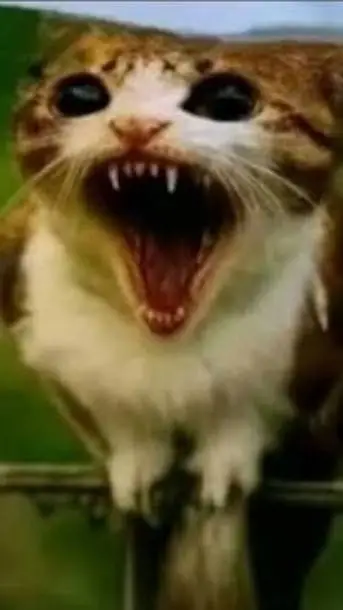 ai character: Poinsoned Meowl background