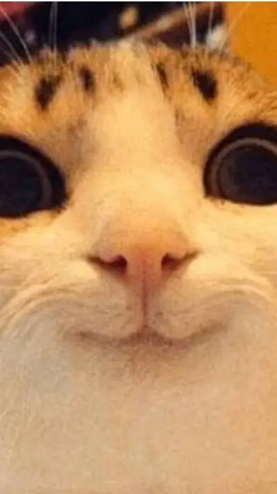 ai character: Funny cat background