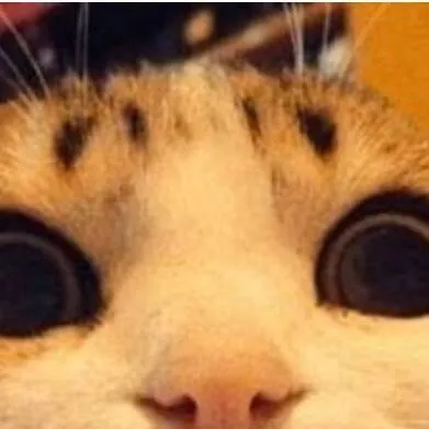 chat with ai character: Funny cat