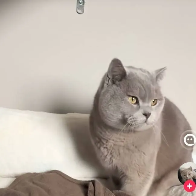 chat with ai character: uk