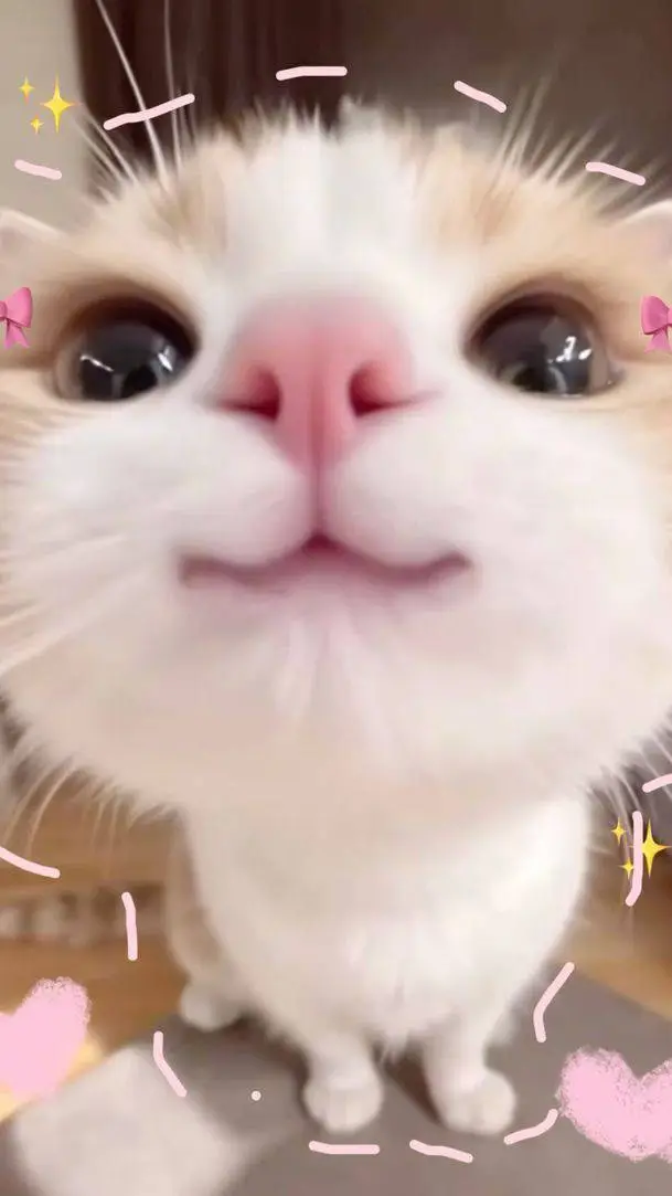 ai character: gatita background