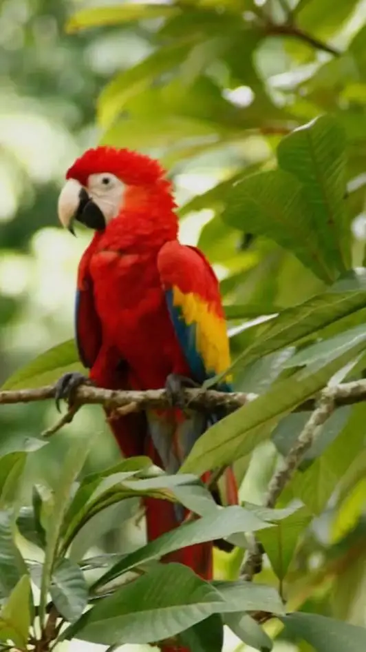 ai character: roasting parrot background