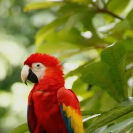 chat with ai character: roasting parrot