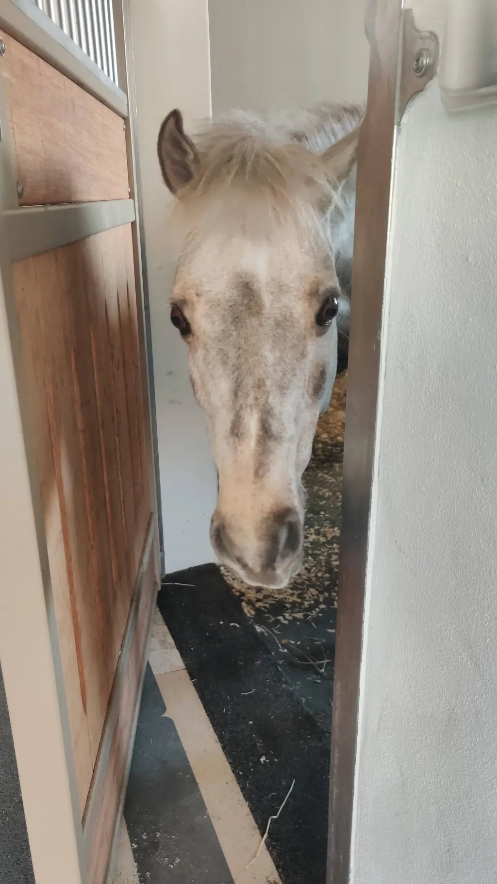 ai character: wild mare background