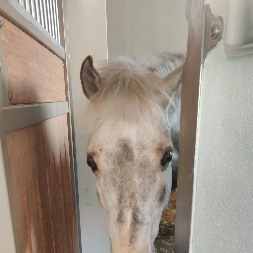 chat with ai character: wild mare