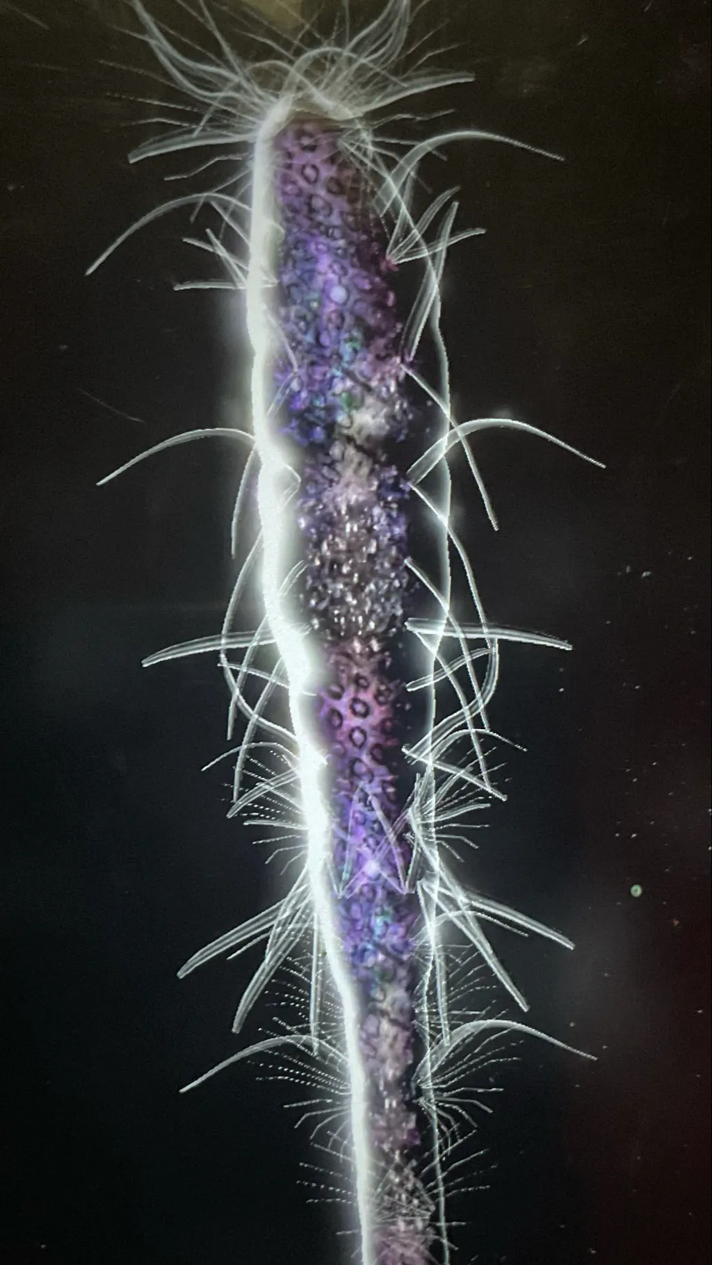 ai character: supreme organism background