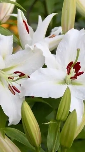 Talkie AI - Chat with Ted 