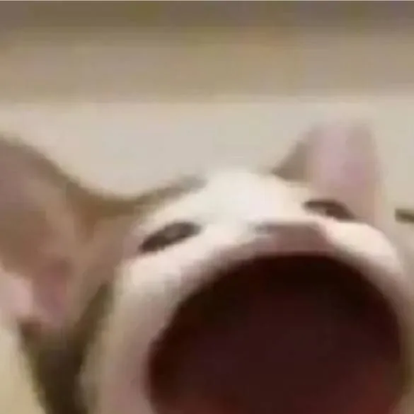 chat with ai character: Popcat