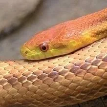 chat with ai character: hybride-Tani