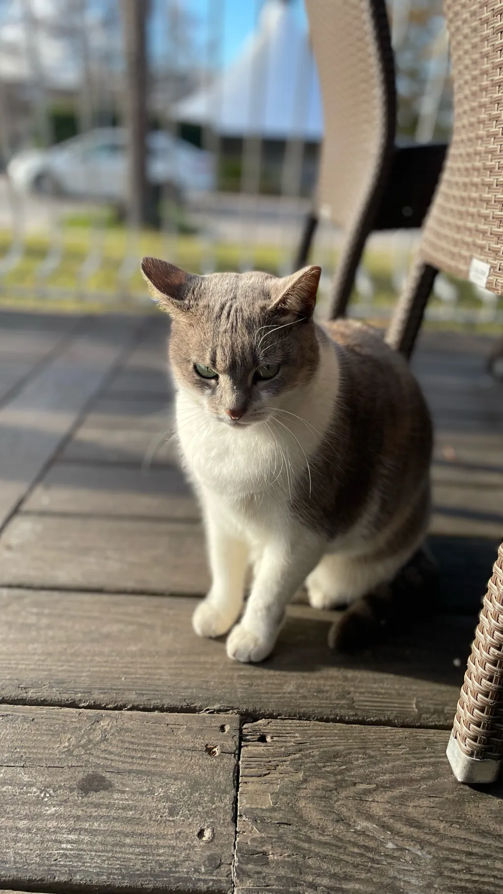 ai character: Sorry :( background