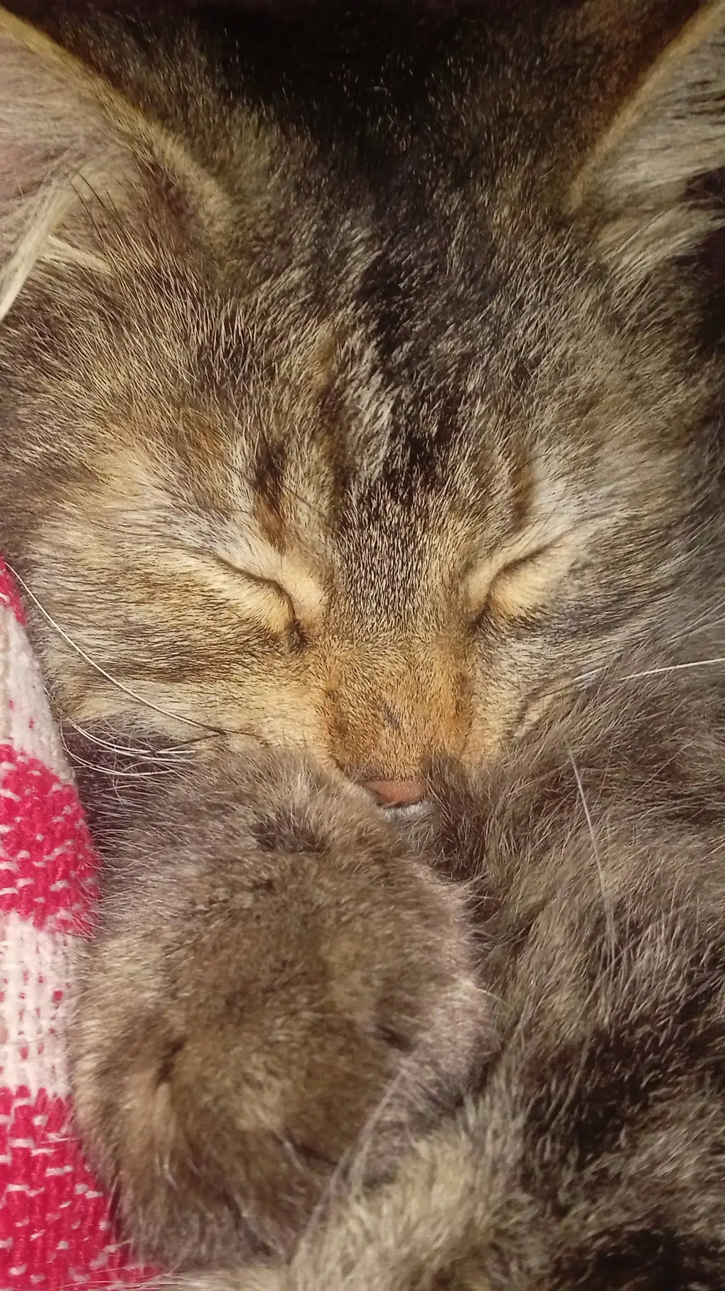 ai character: Turbio  background