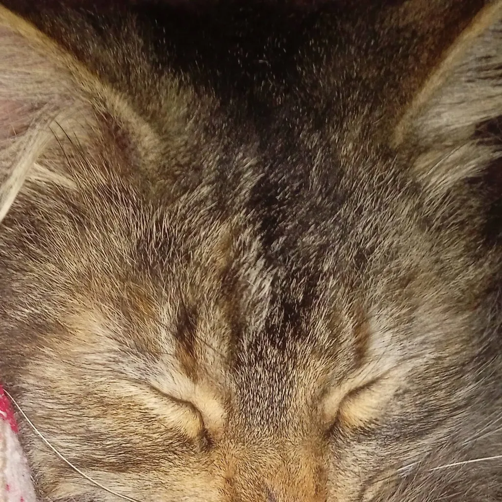 chat with ai character: Turbio 