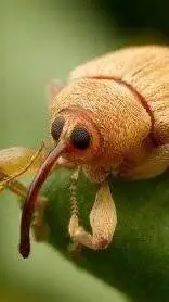 ai character: weevil background