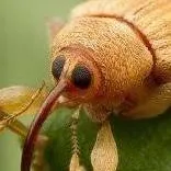 chat with ai character: weevil