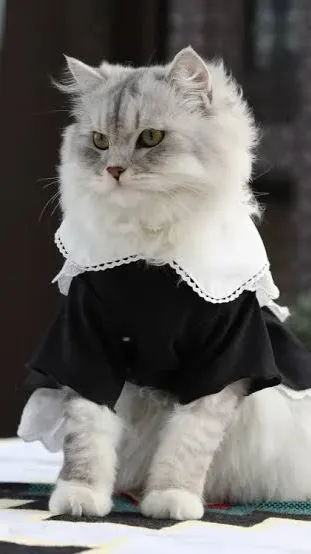 ai character: Cat maid 😭 background
