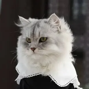 chat with ai character: Cat maid 😭