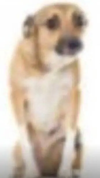 ai character: Puciu puciu background