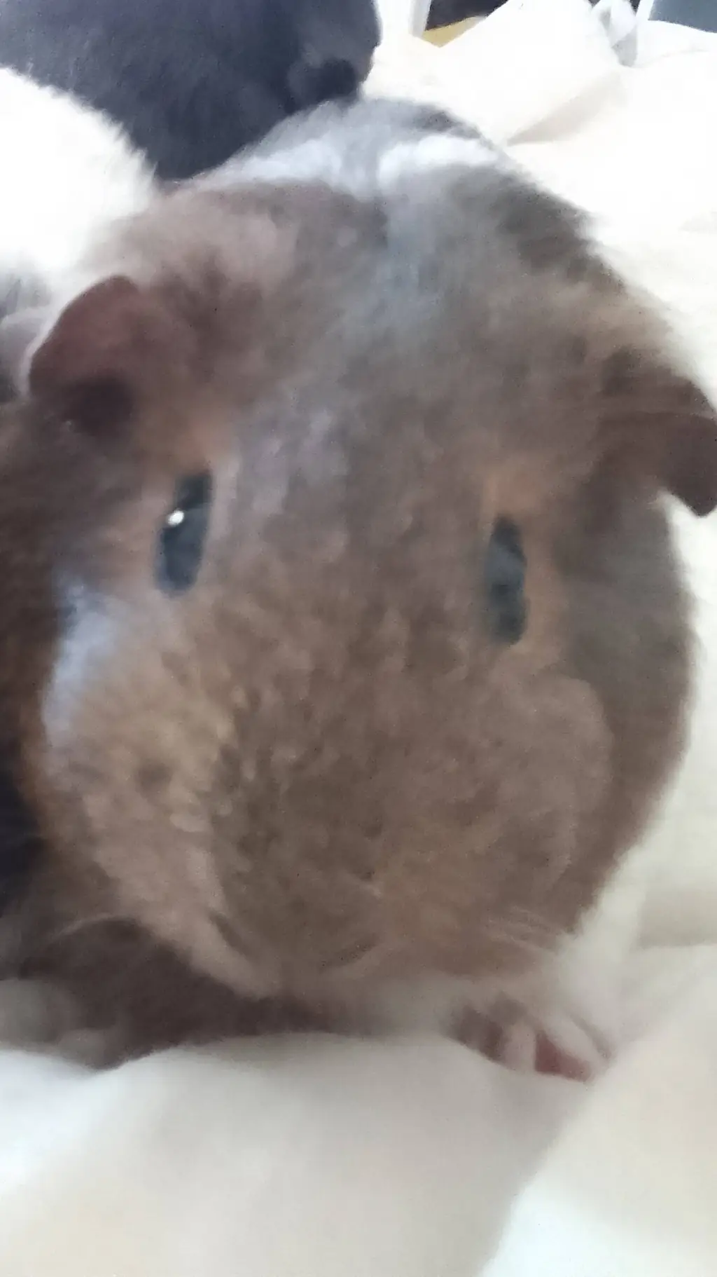 ai character: mum guinea pig background