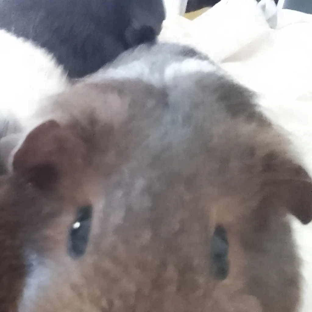 chat with ai character: mum guinea pig