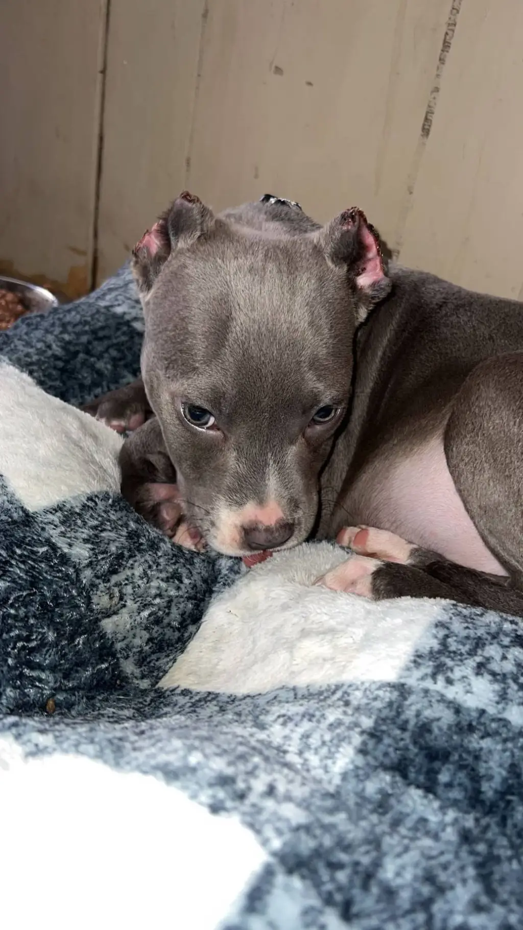 ai character: fred background