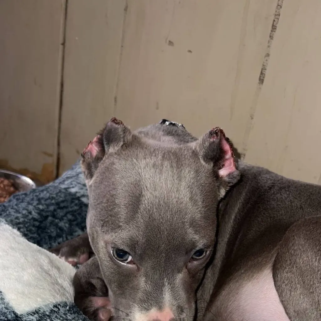 chat with ai character: fred