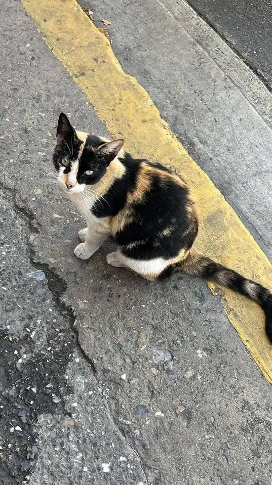 ai character: Cat. background